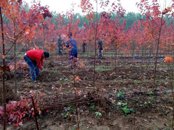 裝車(chē)現場(chǎng)