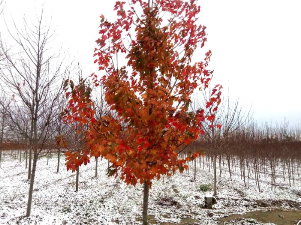 四、購置我們的紅楓后，成活率怎么樣？