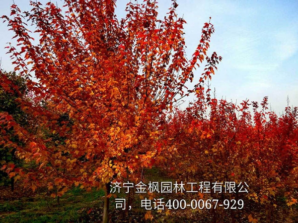 三、購買(mǎi)我們紅楓具體流程是怎么進(jìn)行的？