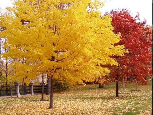 一、我們的紅楓為何能保障在同類(lèi)產(chǎn)品中價(jià)錢(qián)低？